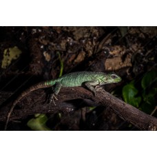 Iguana negra - Ctenosaura pectinata - iguana mexicana de cola espinosa